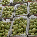 Nova Colheita Fresh Green Shandong Pear
